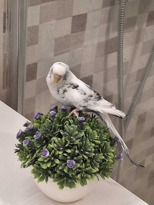 Piriquitos austriacos