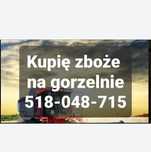 Owies żyto pszenica zboże jęczmien mieszanka