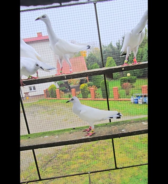 Srebrniaki wysyłam adeno chudnięcie kręciek