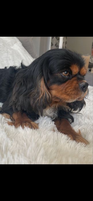 Cavalier King Charles Spaniel pies