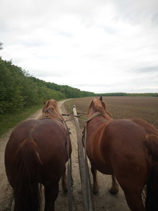 Продається пара коней.                                         .