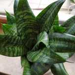 Sansewieria Hahnii