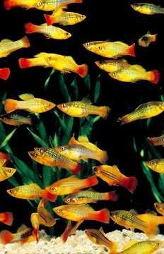 Zmienniak wielobarwny - Xiphophorus variatus - Platka - Platynka