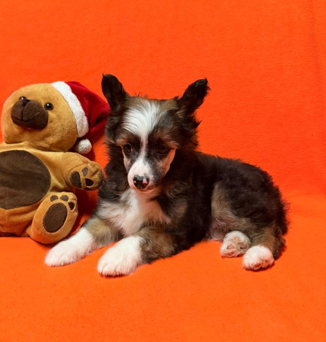 Chiński Grzywacz piesek z dokumentami ZKwP