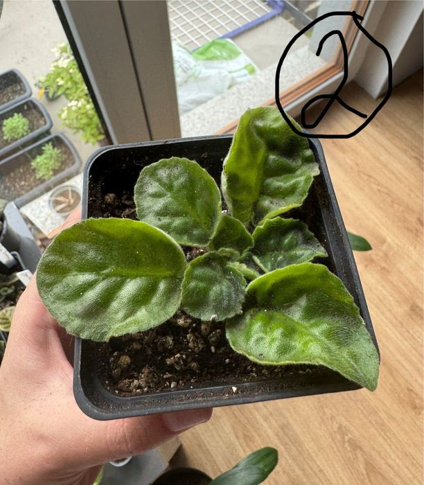 Sprzedam sadzonki białego fiołku