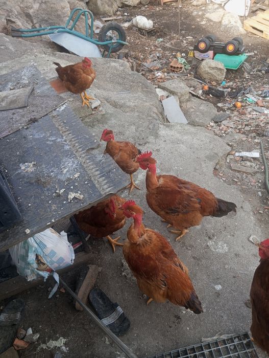 Vende se frangos e galinhas