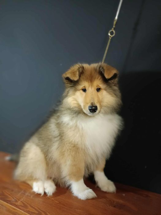 Owczarek szkocki długowłosy FCI