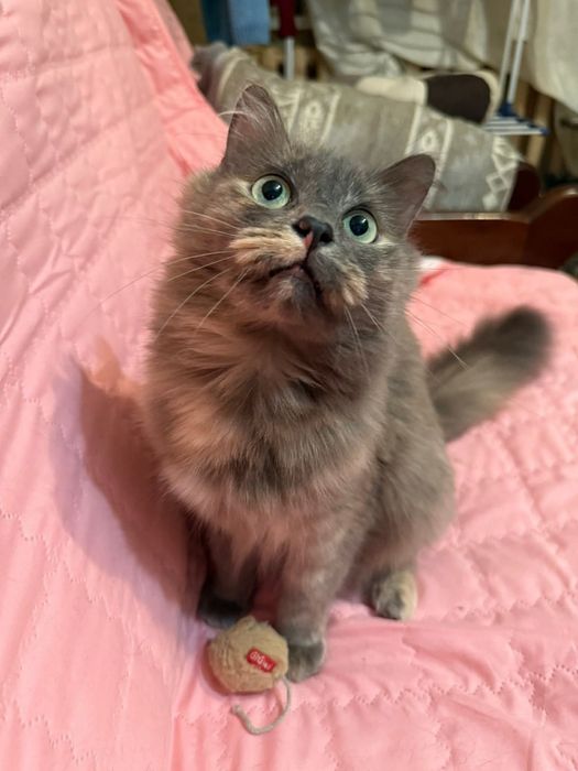 Маленька пухнаста діачинка