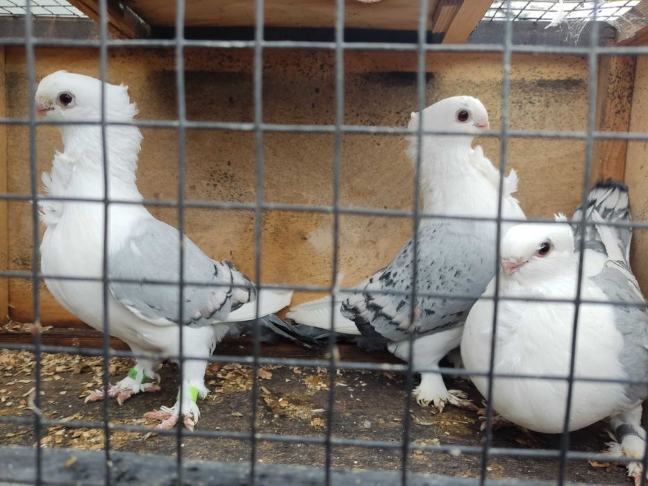 Mewki orientalne bluety ,,samczykii samiczki.