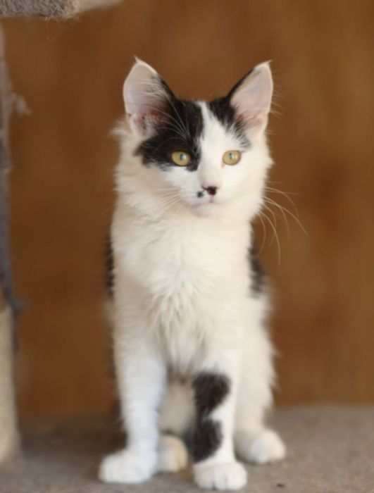 Дарти, 6 мес, котенок, котик, мальчик