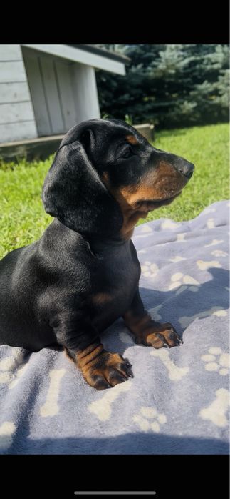 Szczeniak Jamnik krotkowlosy standardowy!! ZKWP cz. podpalany!Chlopiec