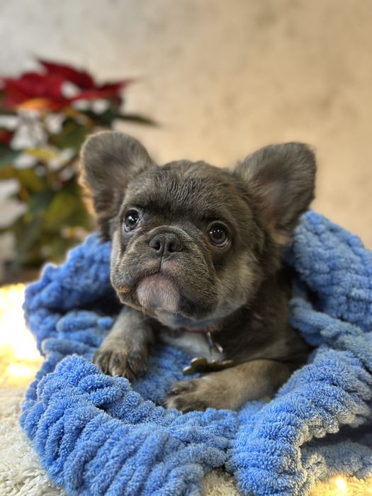 Щенки французского бульдога флаффи