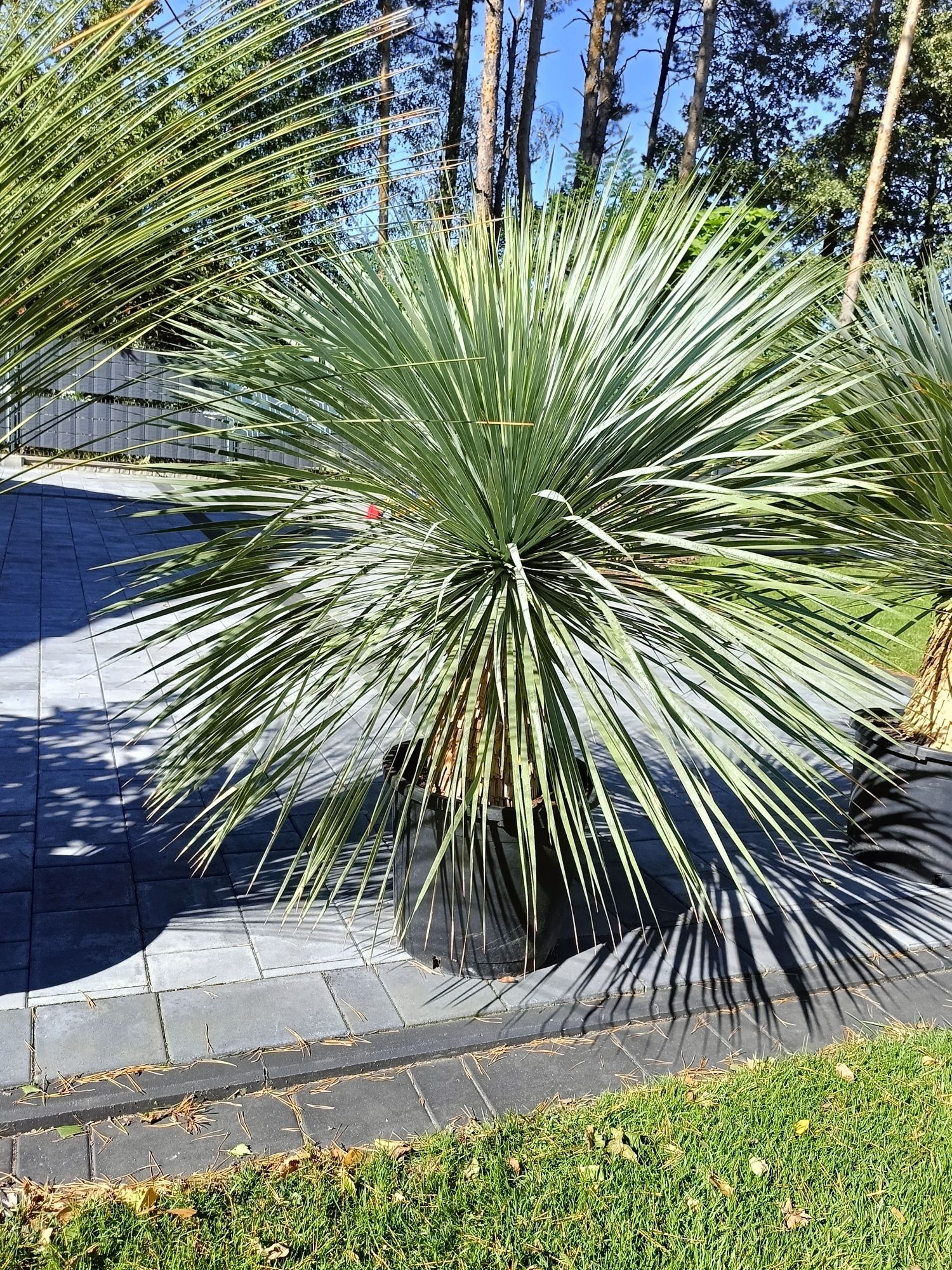 Yucca rostrata 150cm pień 40-50cm. Juka. Yucca filifera