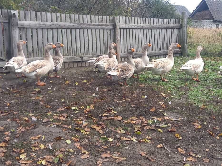 Продам гуси . Тульськи бійцевськи прямоносі.