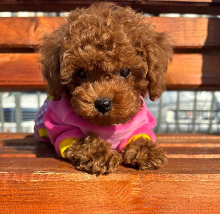 Мінні дівчинка той,пудель