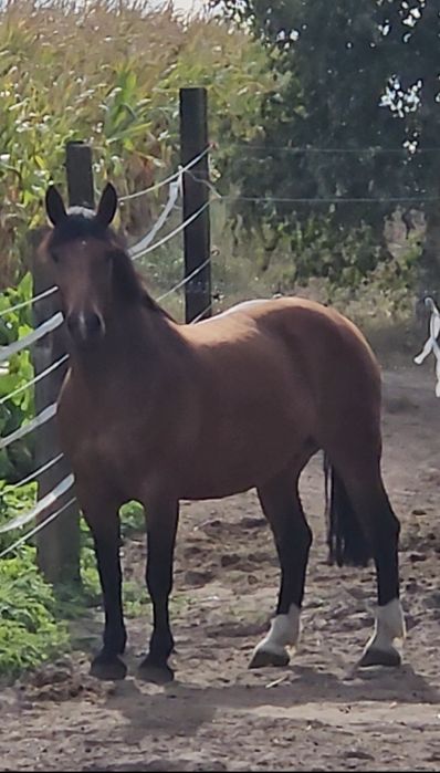 sprzedam klacz konie  koń licencja