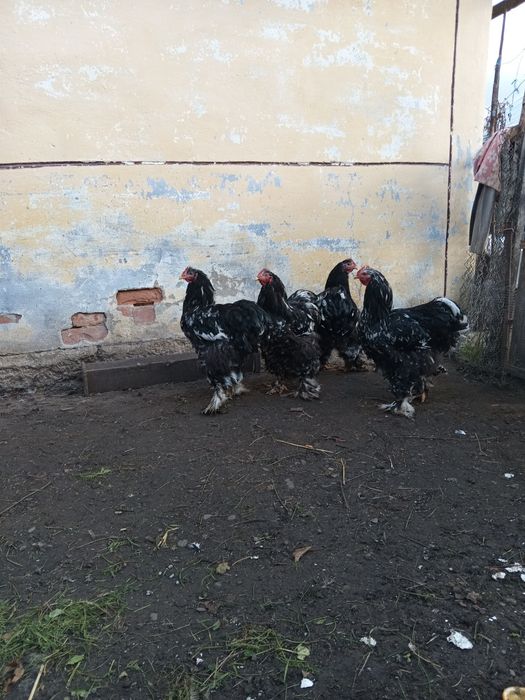 Півень конінхін мармуровий.