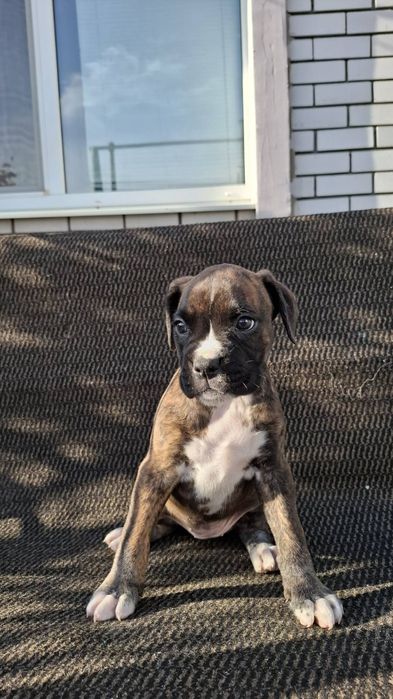 Щенки немецкого боксера