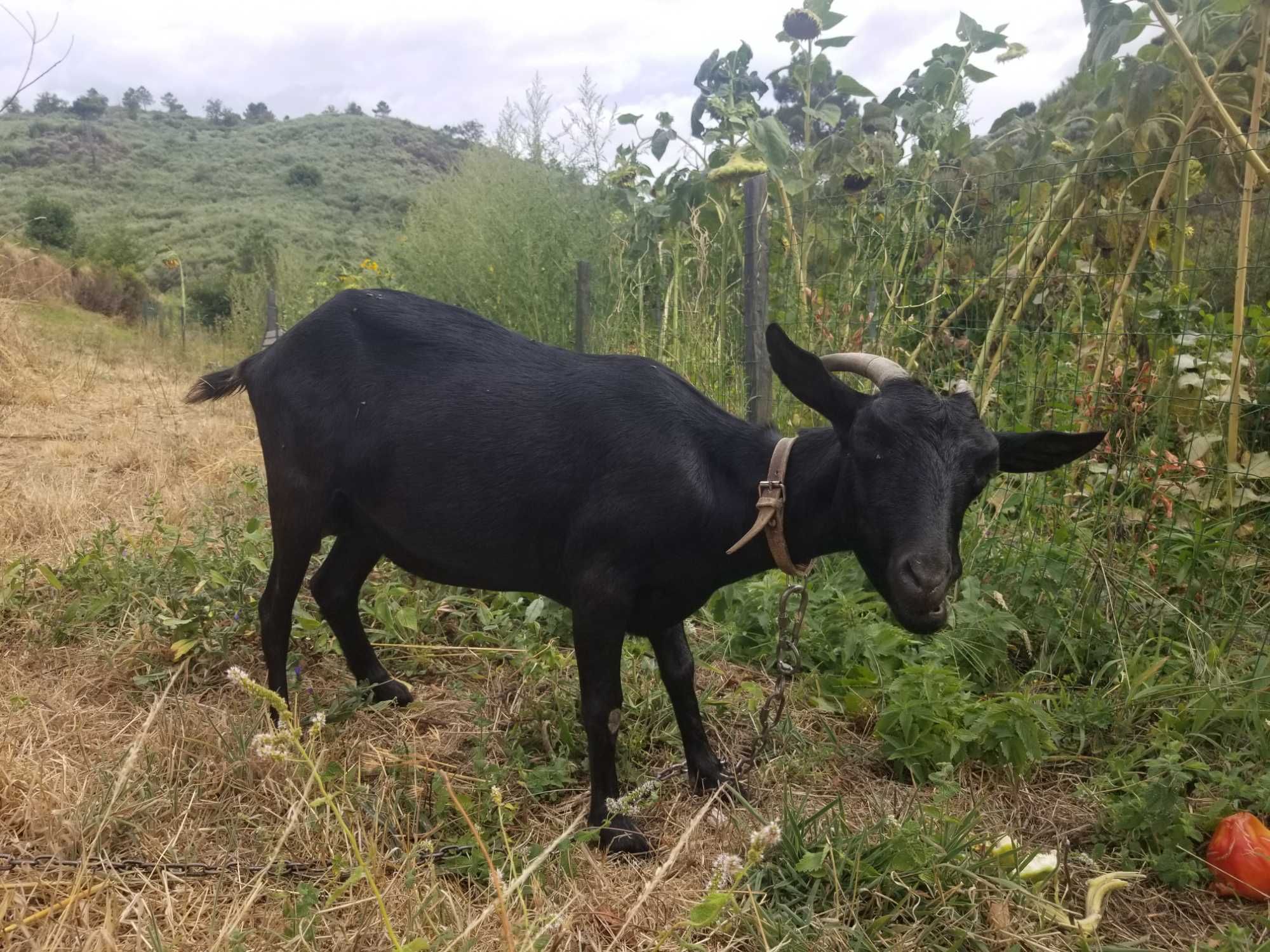 Casal das cabras