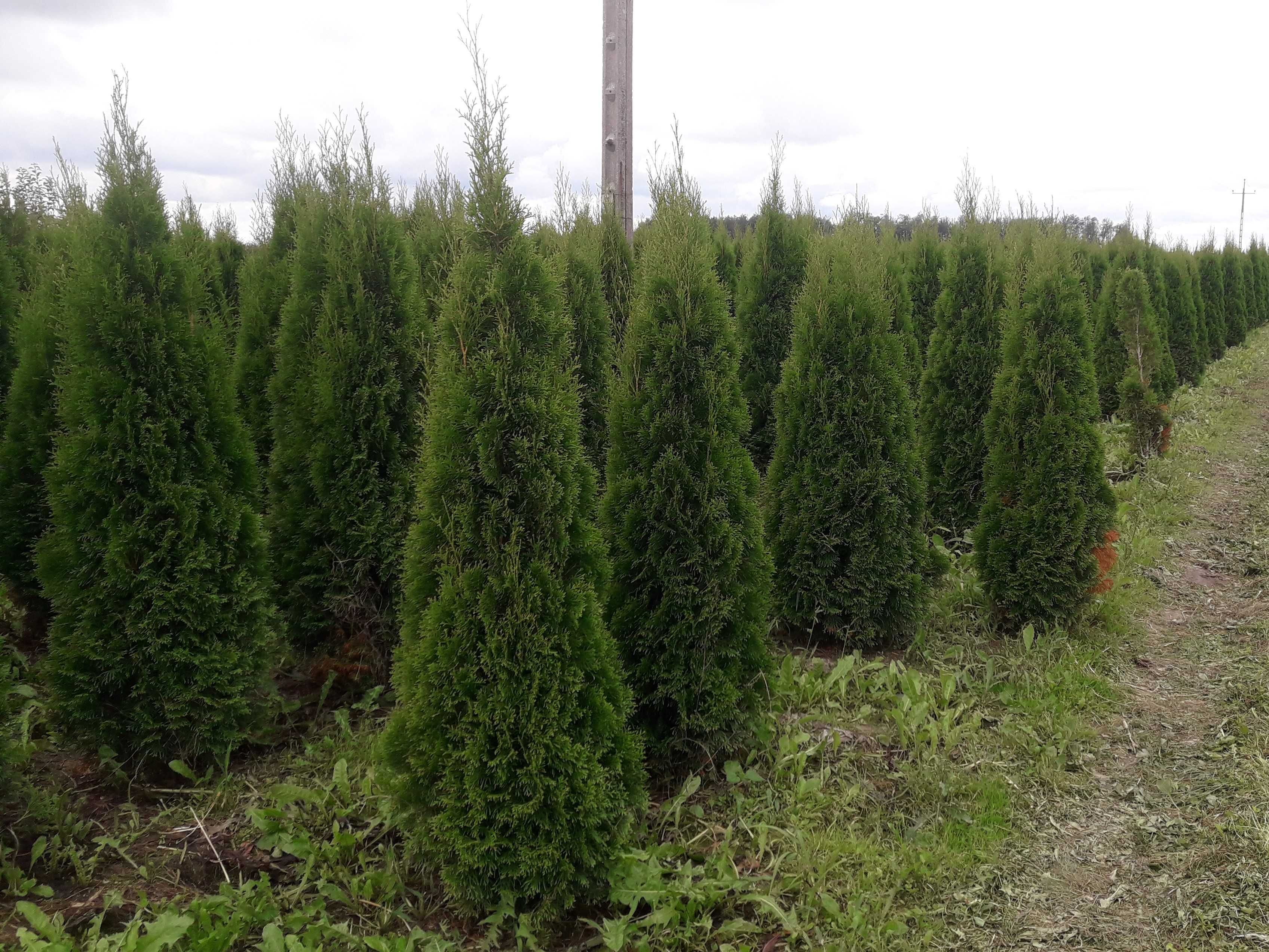 Thuja Smaragd 160,180,200,220cm! Dowóz! Tuja Szmaragd! Sadzimy! Tuje!