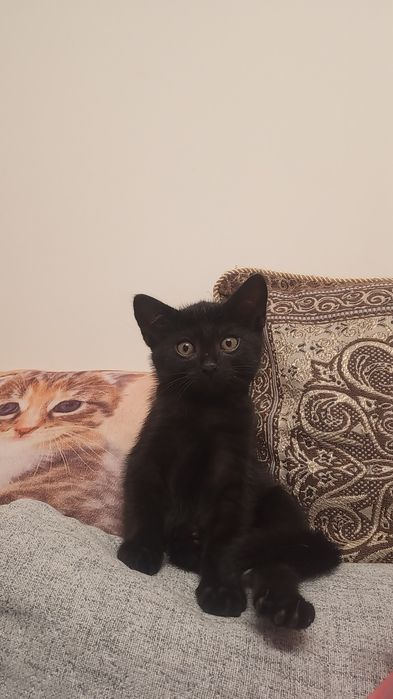 Puma młody kot miziak kocur szuka domu niekupujadoptuj czarny