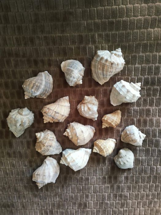 Декоративные камни и ракушки разных расцветок