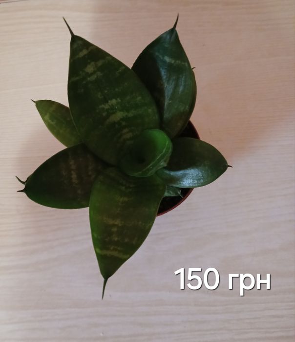 Рослини кімнатні