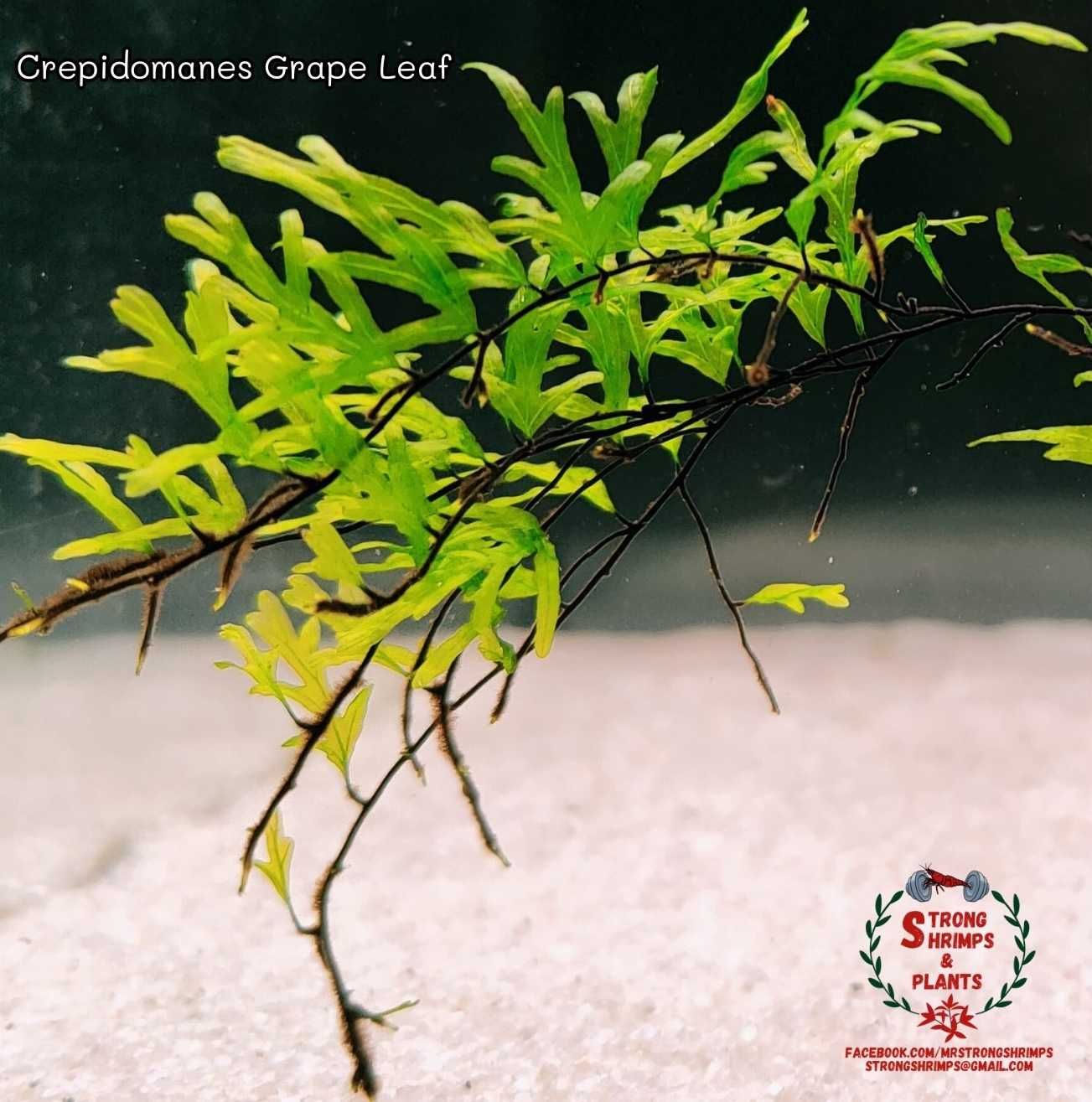 Crepidomanes Grape Leaf Rarytas