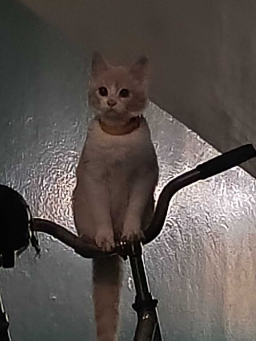 Відаю в щирі руки котика,хлопчик.