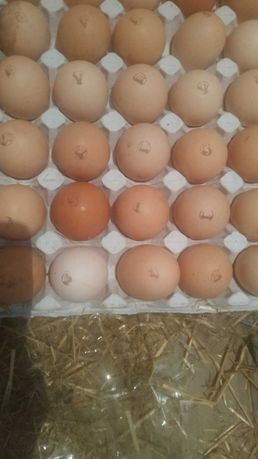 Яйце інкубаційне несучка