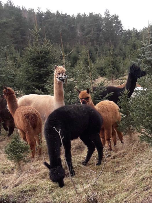 Sprzedam  Samice Alpaki Huacaya