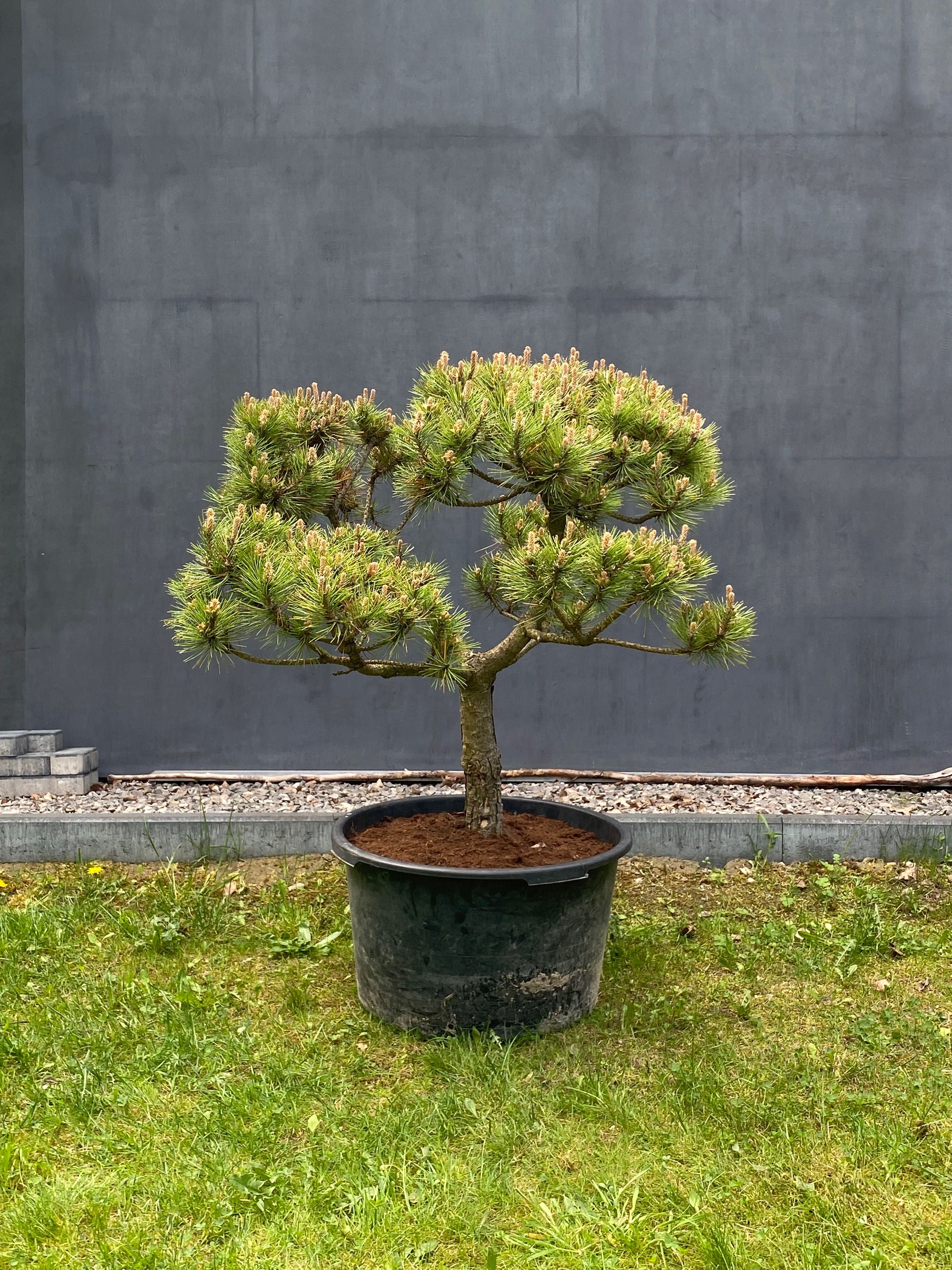 Sosna górska kosodrzewina Bonsai Pinus Mugo