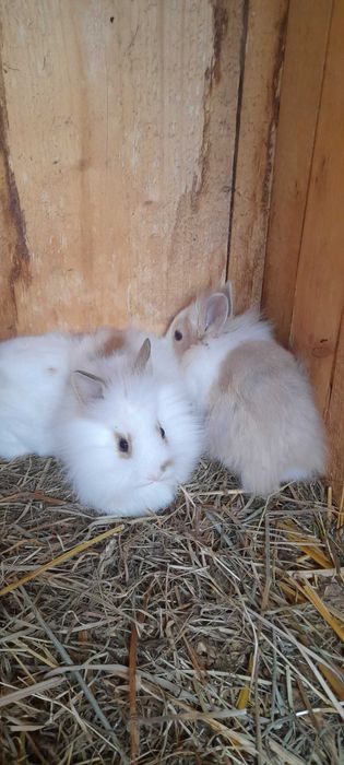 Królik miniaturka karzełek