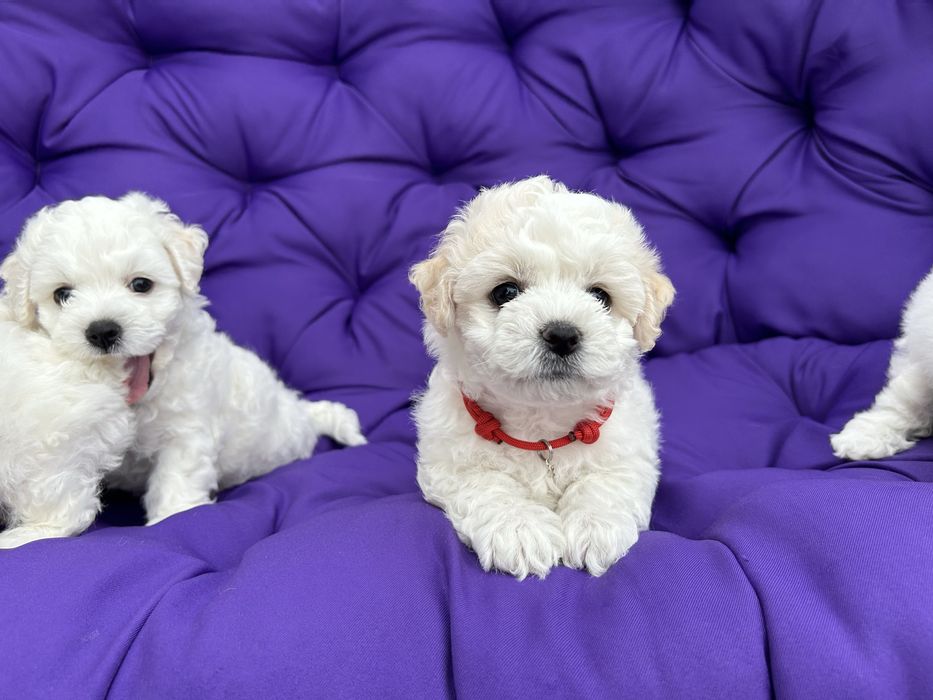 Цуценята бішон фрізе щенки бишон фризе bichon frise документи КСУ