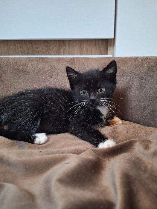 Kotka do adopcji