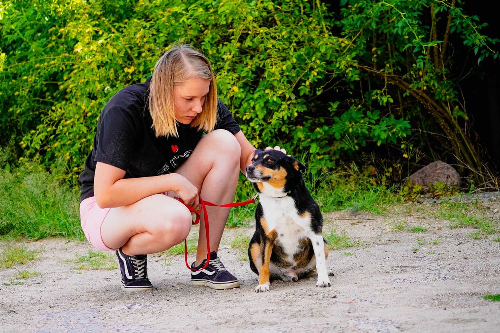 Fiber - uroczy piesek szuka domu