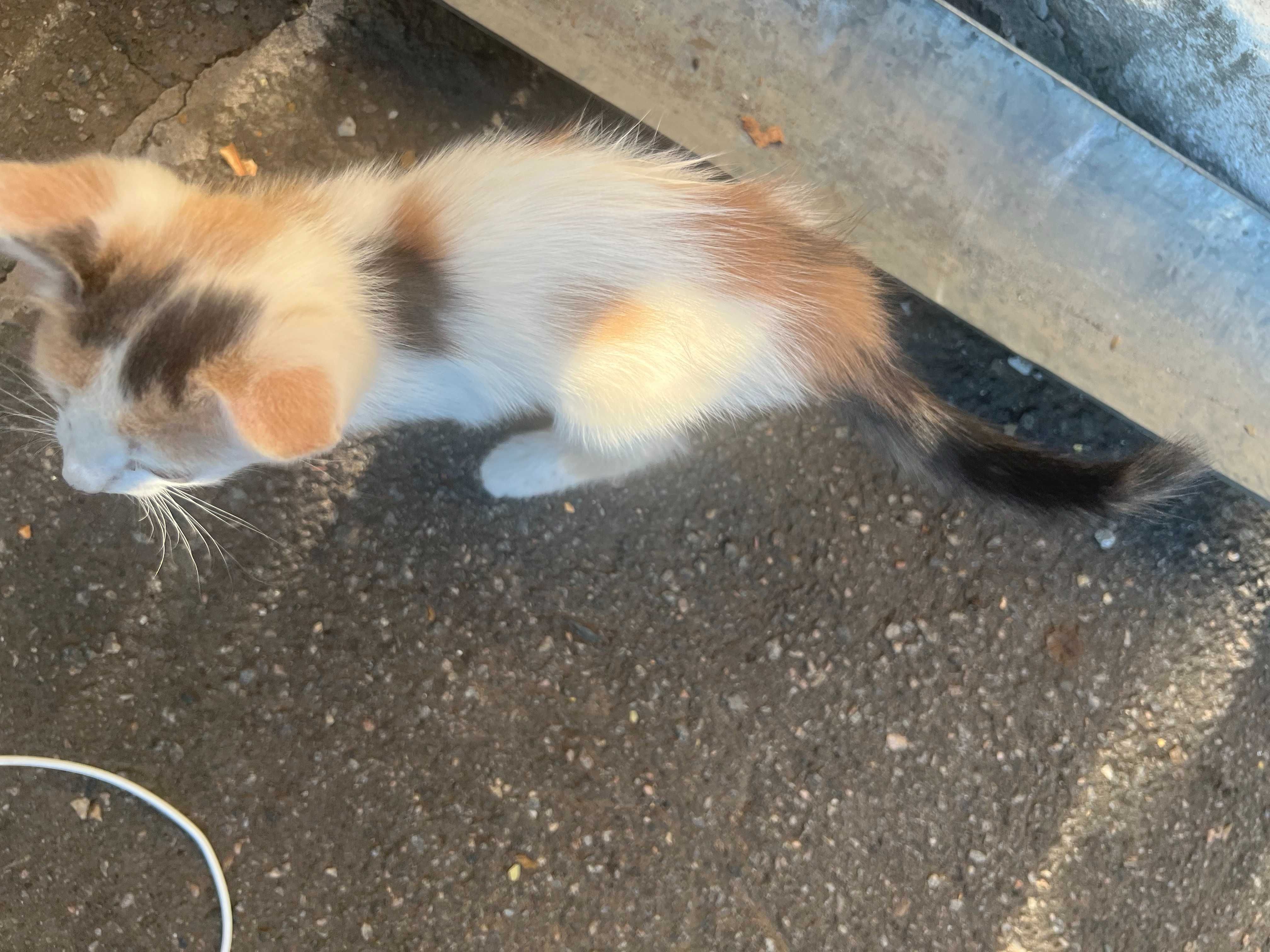 Отдам даром котят