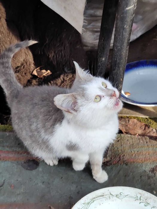 БЕЗКОШТОВНО віддамо в добрі руки кошенятко Сміла