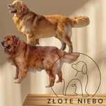 Golden Retriever amerykański/złoty szczenię/champion/odbiór sierpień