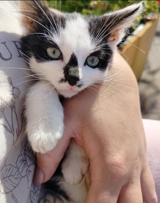 Pilnie!! Oddam kociaki w dobre ręce