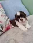 Śliczny szczeniak shih tzu