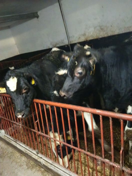 Sprzedam jałówki 9-7 miesięczne