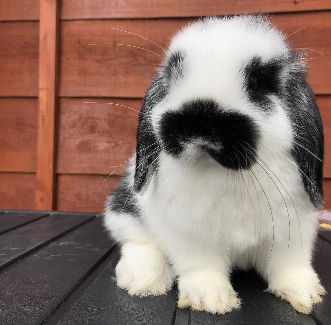 KIT Coelhos anões orelhudos, mini lop adoráveis e super dóceis