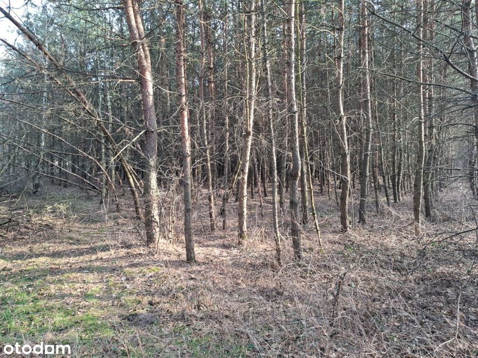 Działka/Działki Letniskowe Zalesione Kamienczyk