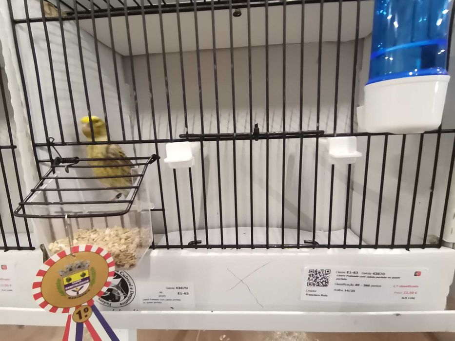 Canarios lizard novos