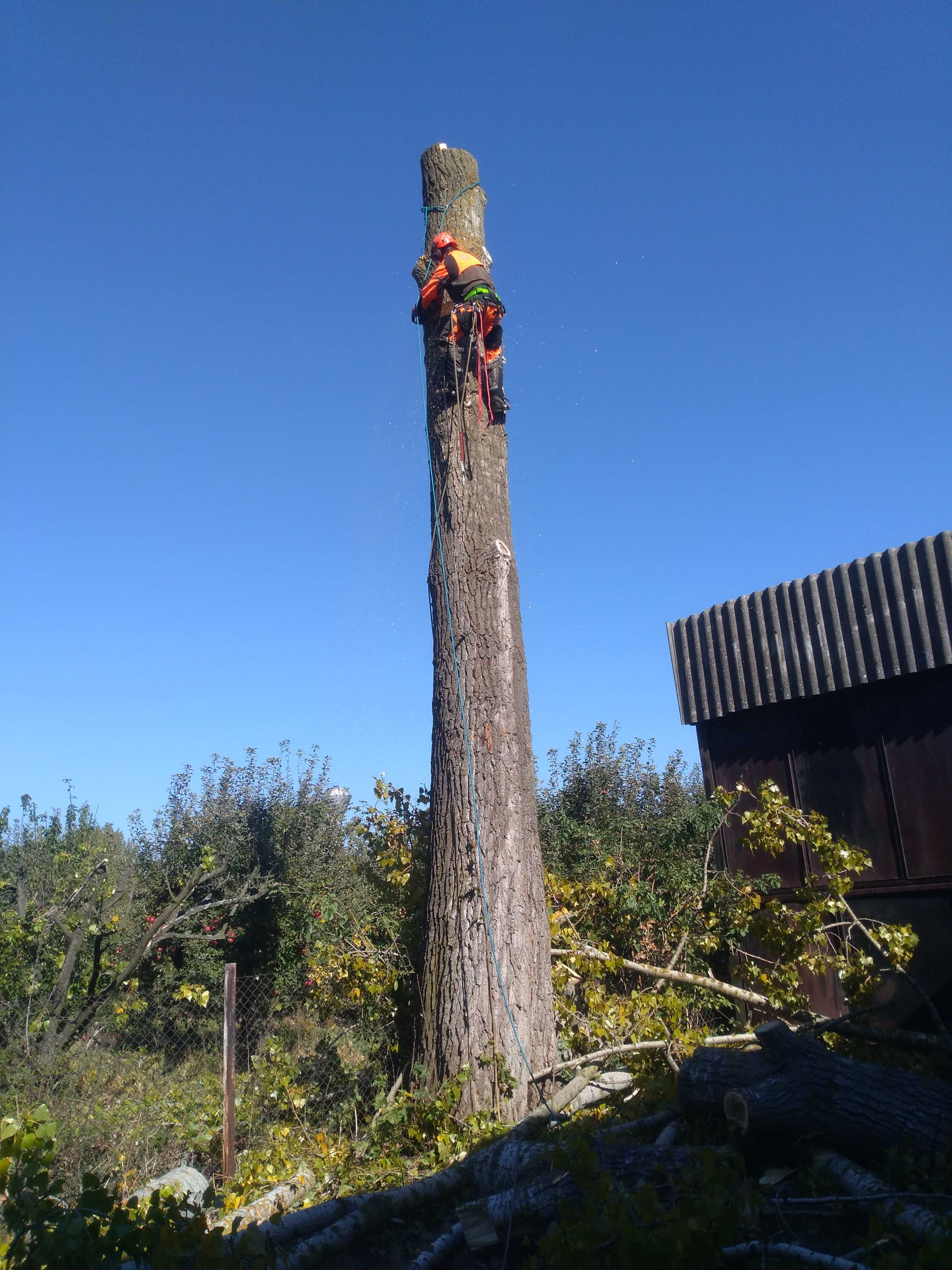 Cięcie przycinanie wycinka drzew Bełchatów Łódź Aleksandrów Pabianice