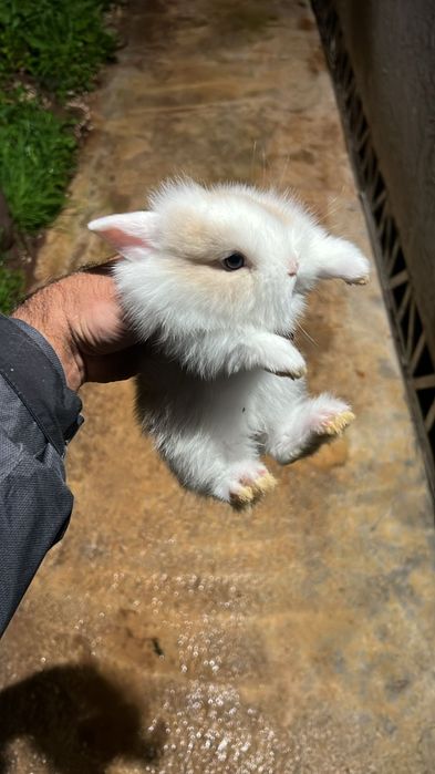 Coelho muito meiga inteligente e adora crianças