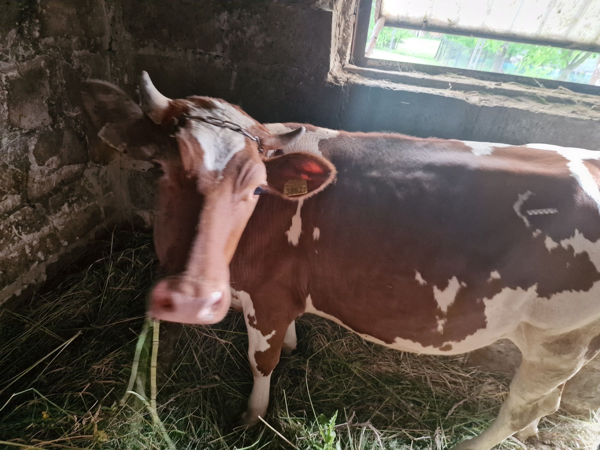 Krowa simentel 1,5 roku