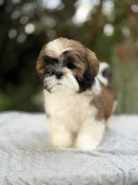 Elitarny piesek! Shih Tzu! Gotowy do odbioru!