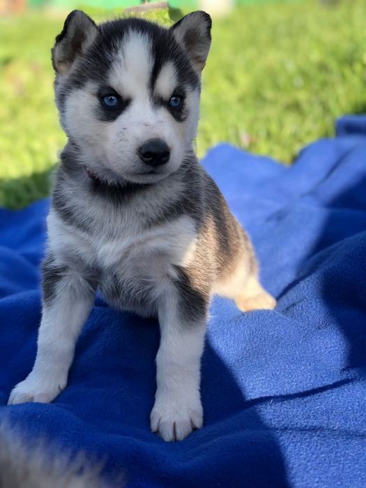 Красивий хлопчик Хаскі шукає дівчинку